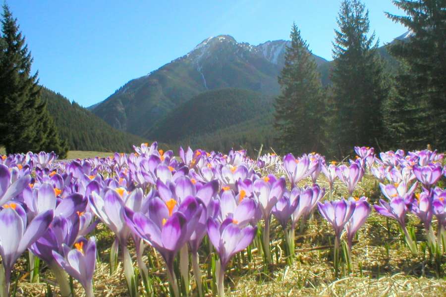 wycieczki jednodniowe z zakopanego